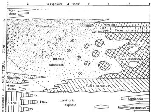 Reproduced from Ballantine, W.J. (1961) Field Studies 1. (Paper available from FSC Publications)