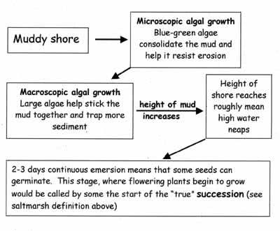 Saltmarsh Stage 2 diagram