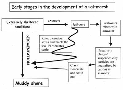 Salt Marsh Diagram
