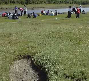 The Gann salt marsh near Dale in Pembrokeshire.
