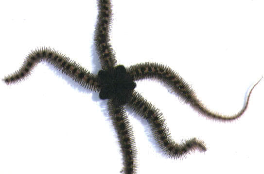 Ophiothrix nigra