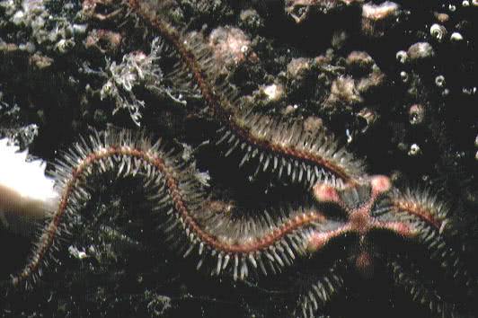 A Brittlestar