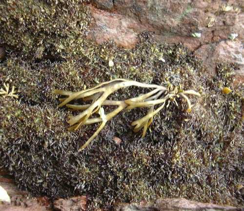 Catenella caespitosa