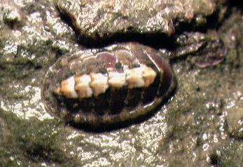 A Chiton