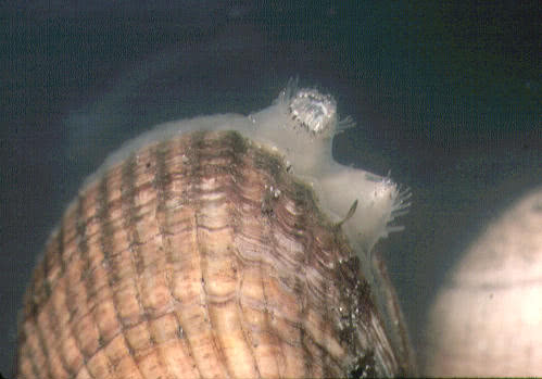 A Cockle feeding