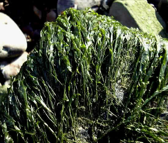 Gutweed (Enteromorpha spp)