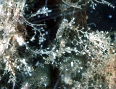 Hydroids