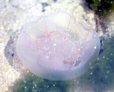 Common or Moon Jellyfish (Aurelia aurita)