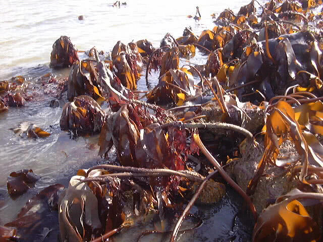 The kelp with the red alga, Dulse, is Laminaria hyperborea.