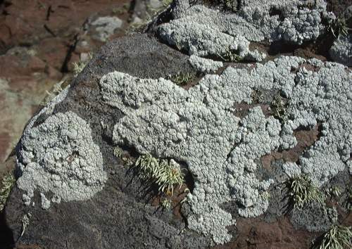 Litchen  -  Lecanora species