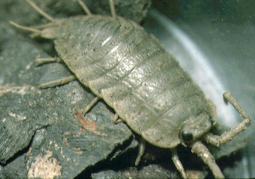 isopod crustaceans
