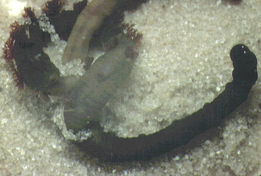 Lugworm ( Arenicola species)