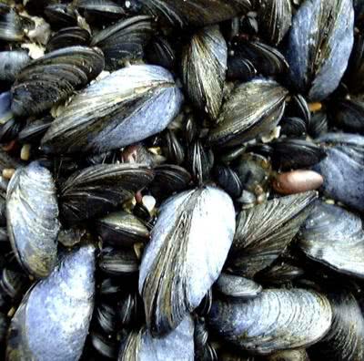 Common Mussel (Mytilus edulis)