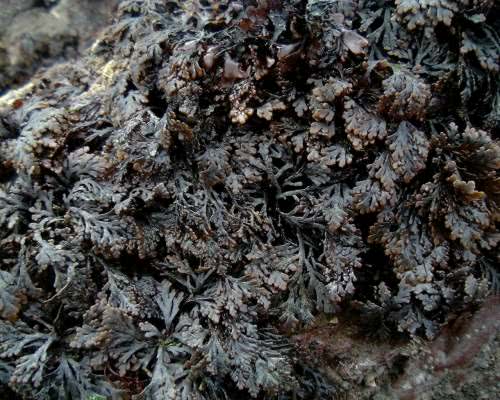 Pepper Dulse (Osmundea pinnatifida)