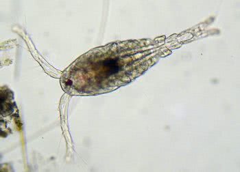 Copepod adult 