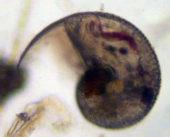 Veliger Larvae (Molluscan larvae)