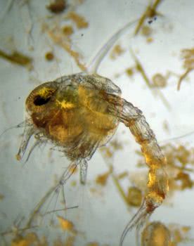 Zooea Larva - Decapod crustacean larvae