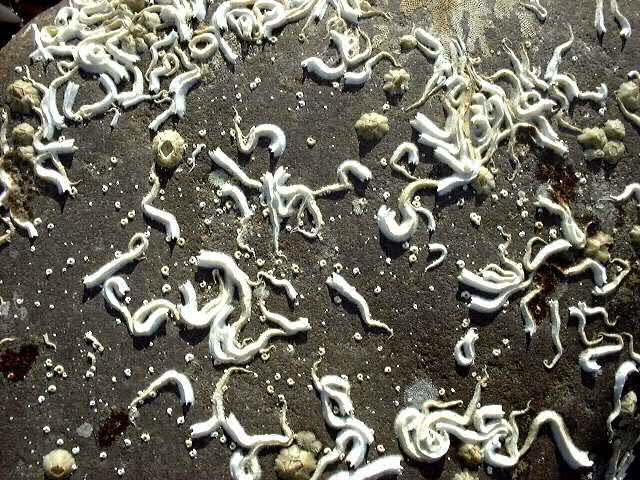 Keeled Tubeworm (Pomatoceros triqueter)