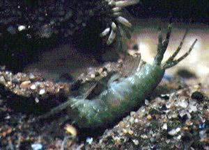 A species, probably Amphithoe, in a sandy burrow