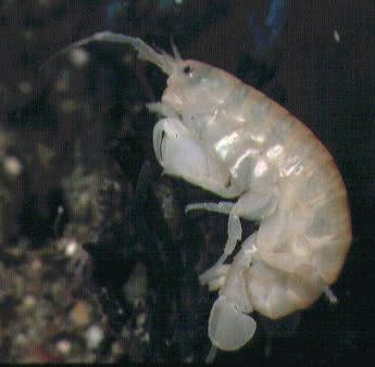 A Talitrid sandhopper