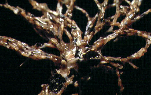 Sand Mason Worm (Lanice Conchilega)