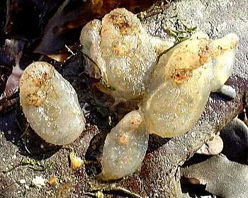 Sea Squirts