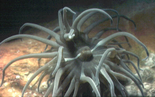 The Snakeslock Anemone