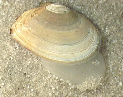 Tellin shell burrowing