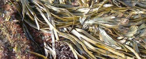 Thongweed (Himanthalia elongata)