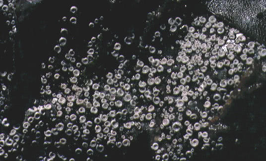 Spirobis tubeworms on Serrated Wrack