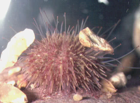Green Sea Urchin (Psammechinus miliaris)