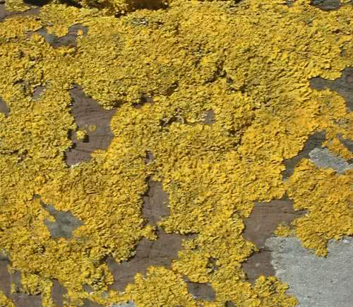 Xanthoria