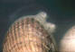 Cockle (Cardium)