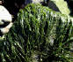 Gutweed Enteromorpha