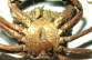 Saccullina Crab Parasite